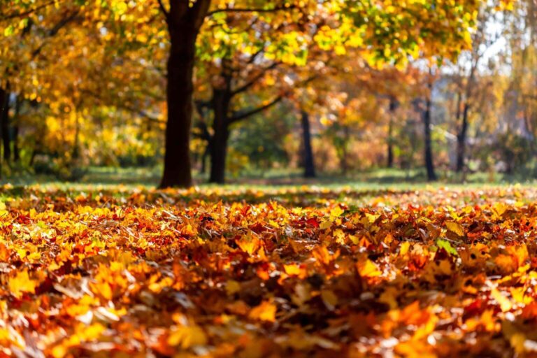 Weekly Horoscope, 19 to 25 October 2026: Venus meets the Sun, Mercury turns retrograde