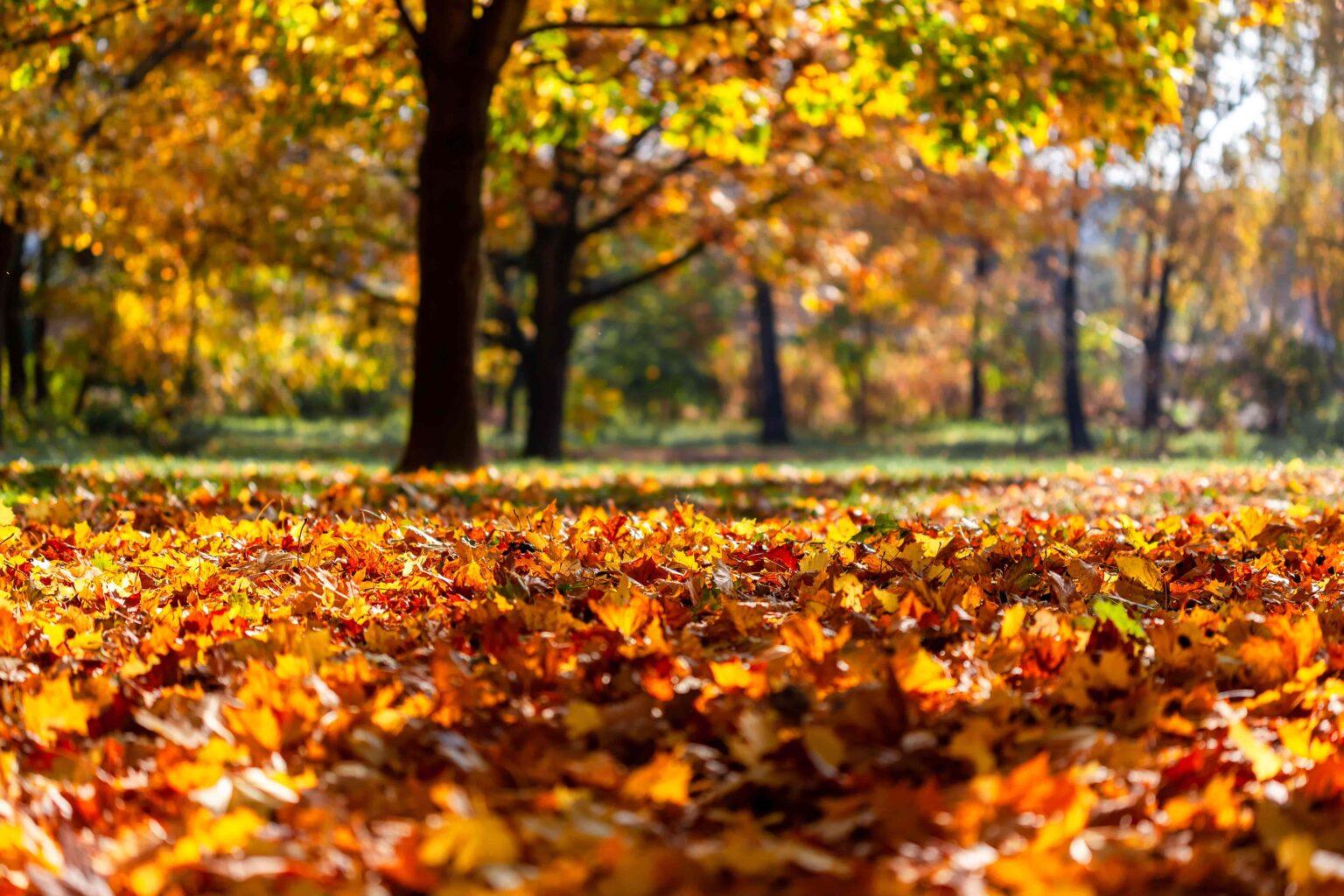 Weekly Horoscope, 19 to 25 October 2026
